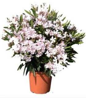 Nerium Oleander různé barvy - výška 80-100 CM s květináčem