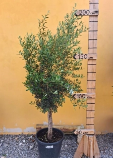Olea Europea - olivovník 140-170cm