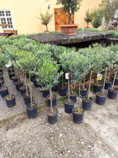 Olea Europaea - olivovník 110-120cm celková výška