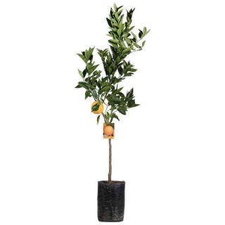 AKCE 4 citrusy = 2490,- nakombinujte si níže - výška 130-150cm